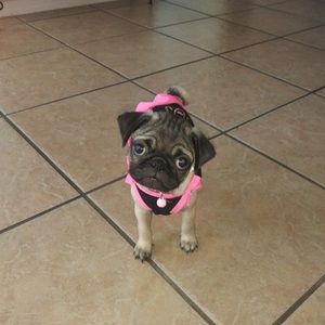 Meet your Posher, Hector